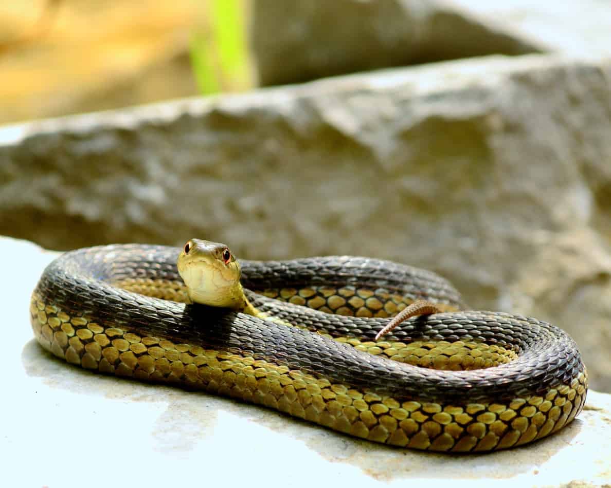 पालतू सांपों का जीवन काल