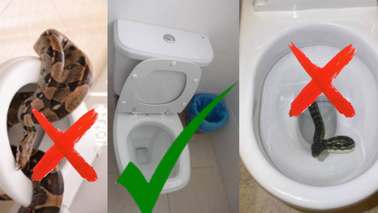 सांपों को शौचालय में घुसने से रोकने के उपाय
